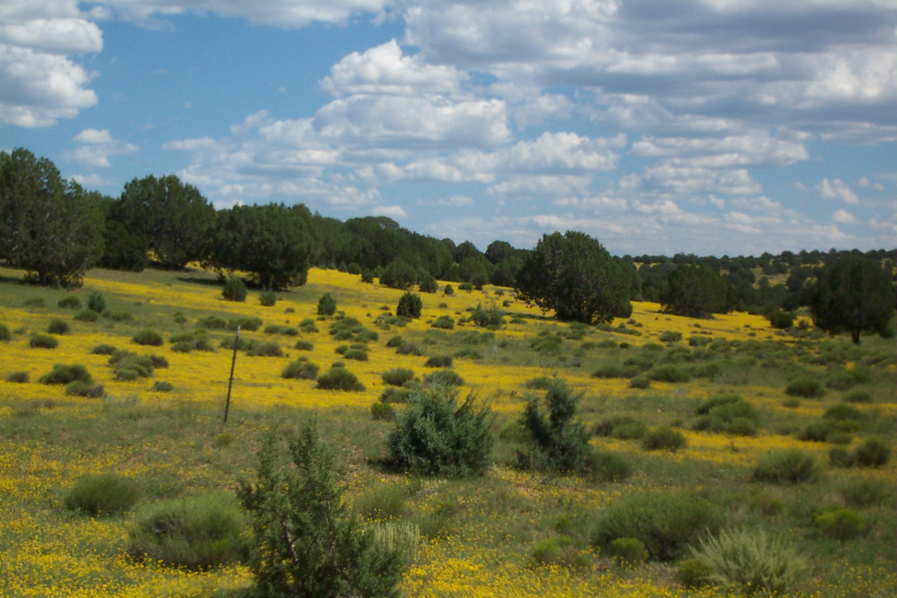 Westwood Ranches
