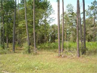 Westwood Ranches